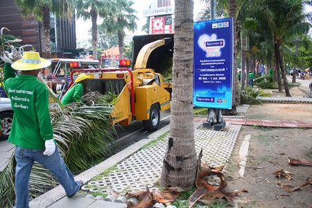 City workers are back at it, trimming coconut trees on Beach Road.